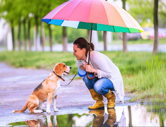 take care of your pets