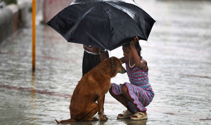 take care of your pets in the rainy season