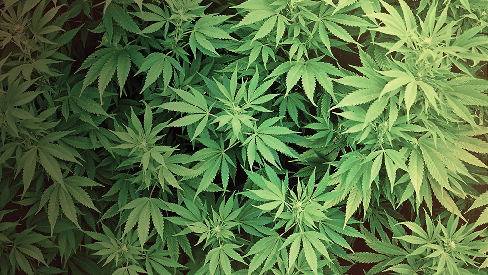 Best cbd oil