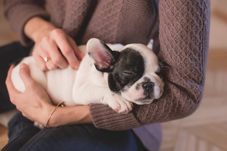 cannabis oil for dogs