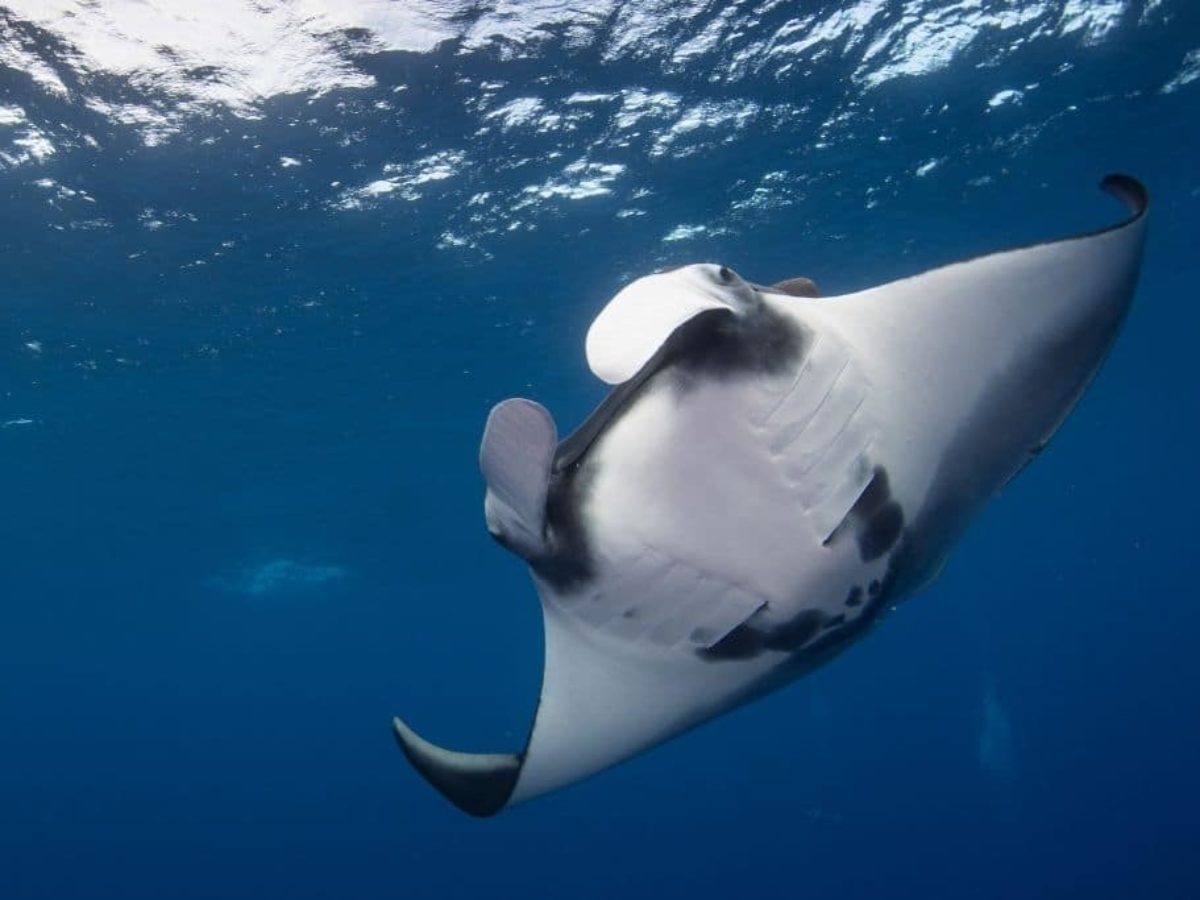 https://coralvita.co/coral-cafe/impact-investing/