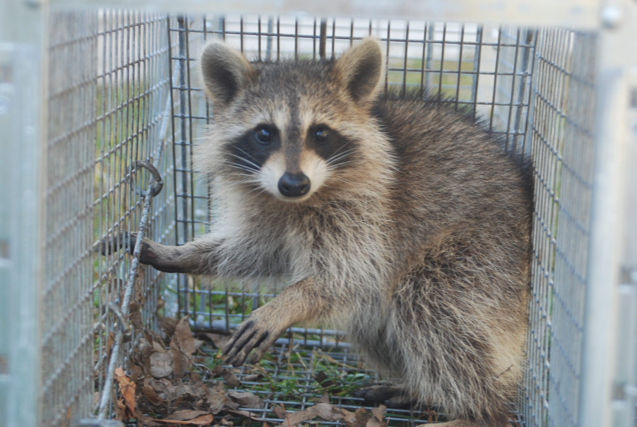 professional wildlife removal services near me