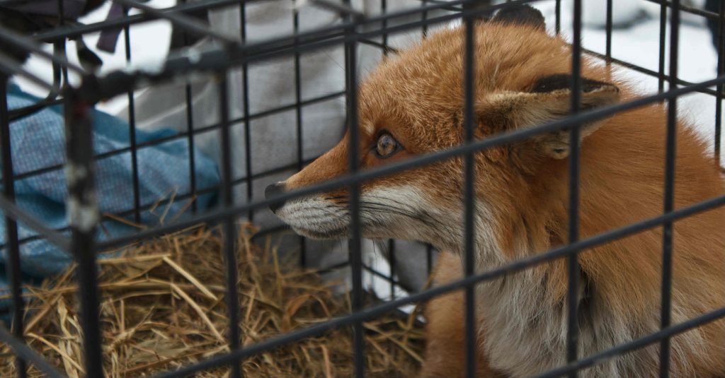 free wildlife removal services