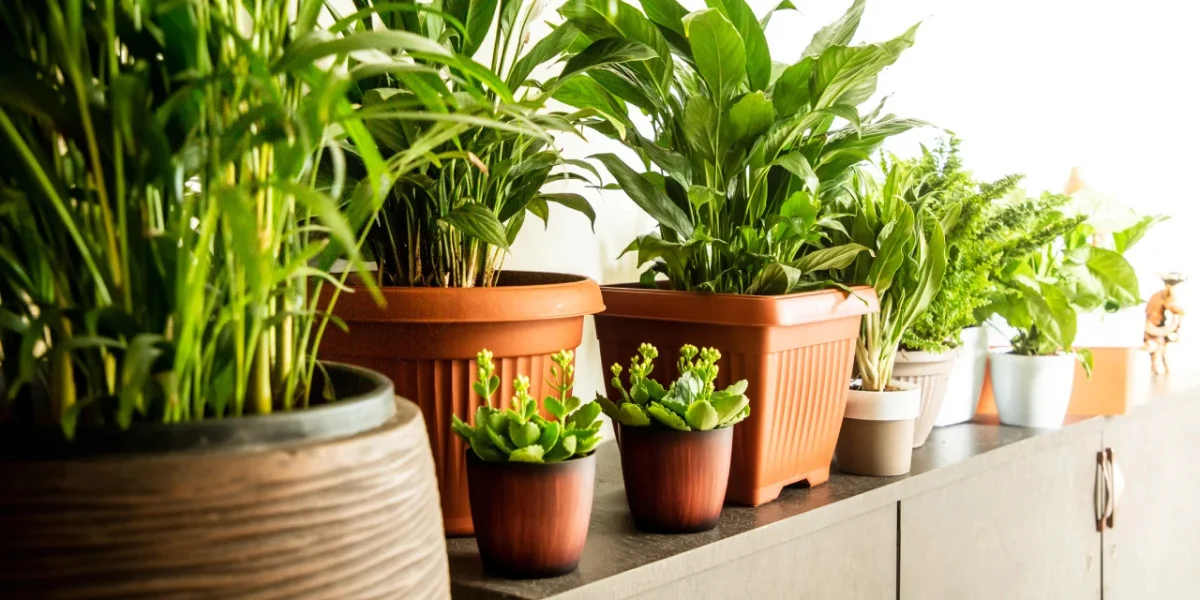 How Glazed Planters Help Manage Moisture In Hot Outdoor Settings