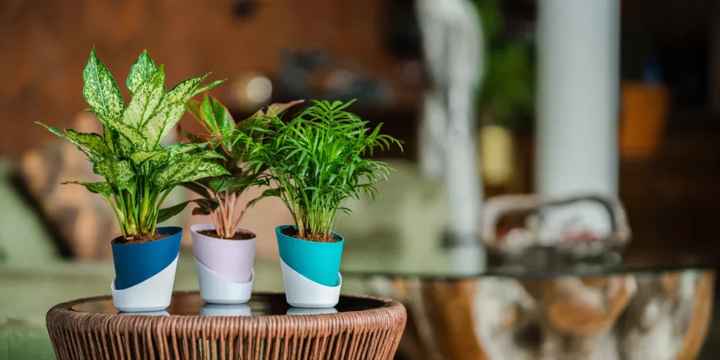 buy plants and pots online